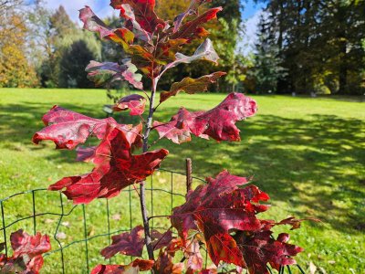 Quercus acerifolia - dub javorolistý - podzim